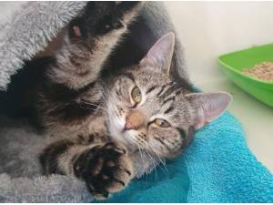 BLUE - Domestic Shorthair
crossbreed Photo