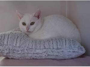 MISTY - Domestic Shorthair
crossbreed Photo