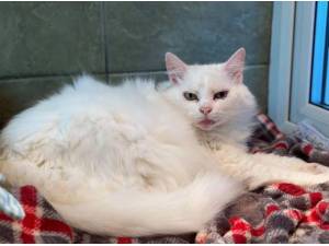 NUNU - Domestic Longhair
crossbreed Photo