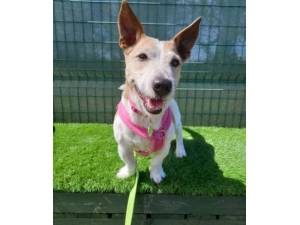 Tina - Female Jack Russell Terrier Photo