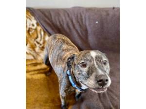 Maggie - Female Staffordshire Bull Terrier Photo