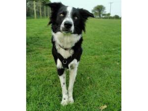 Nora - Female Collie Photo