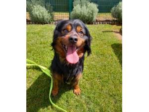 Bungle - Male Crossbreed Photo