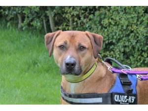 Enzo - Male A Crossbreed Photo