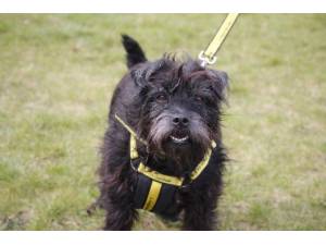 Jelly Bean - Female Patterdale Terrier Photo