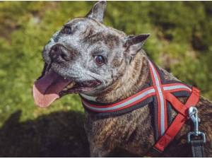 DINA - French Bulldog
crossbreed Photo