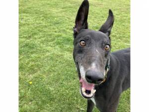 Slinky - Male Greyhound Photo