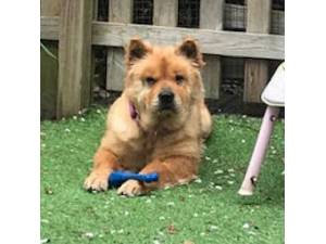 Greta - Female Chow Chow Photo