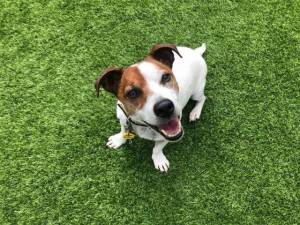 Alfie - Male Jack Russell Terrier (JRT) Photo