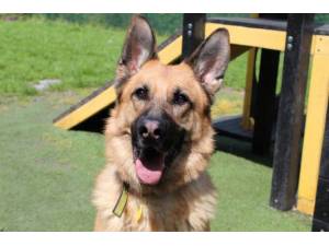 Axil - Male German Shepherd Dog (GSD / Alsatian) Photo