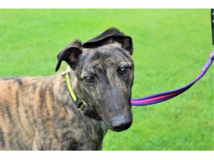 Cooper - Male Greyhound Photo