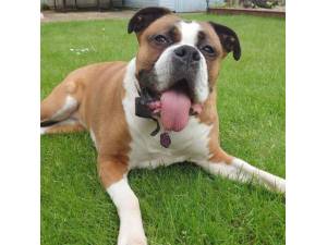 Dottie - Female Boxer Photo