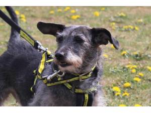 Ebi - Female Jack Russell Terrier (JRT) Photo