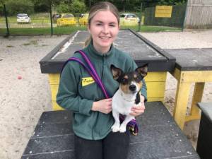 Fergus - Male Jack Russell Terrier (JRT) Photo