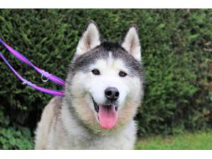 Hachi - Male Siberian Husky Photo