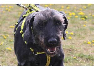Houdi - Male Lab Cross Photo