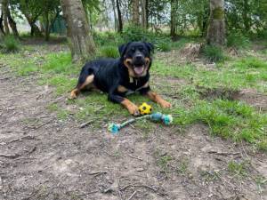 Indy - Female A Crossbreed Photo