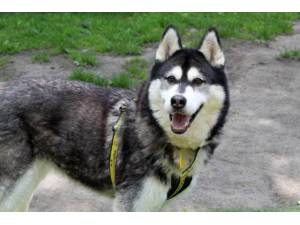 Kiera - Female Siberian Husky Photo