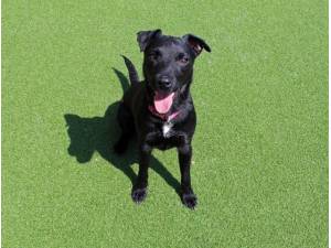 Luna - Female Patterdale Terrier Photo