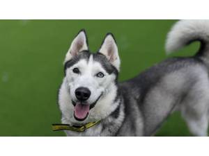 Luna - Female Siberian Husky Photo