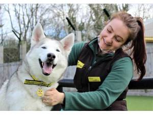 Mishka - Female Siberian Husky Photo
