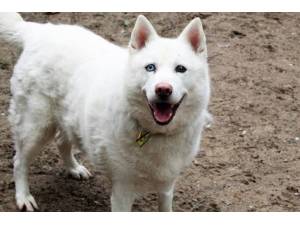 Mishka - Female Siberian Husky Photo
