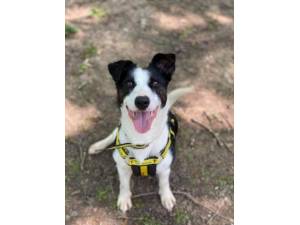 Misty - Female Terrier Cross Photo