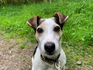 Patch - Male Jack Russell Terrier (JRT) Photo