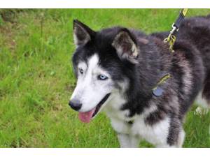Radley - Male Siberian Husky Photo