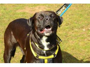 Tim - Male Lab Cross Photo