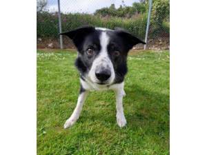 Shadow - Male Collie Photo