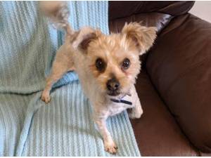 TINY - Crossbreed/Unknown
crossbreed Photo