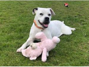 BRODI - Mastiff
crossbreed Photo