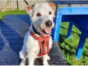 BUDDY - Terrier Photo