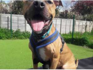 TY - Staffordshire Bull Terrier
crossbreed Photo