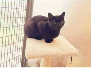 SONIA - Domestic Shorthair
crossbreed Photo