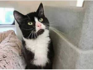 BEATRICE - Domestic Shorthair
crossbreed Photo