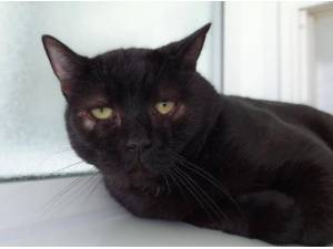 WOMBLE - Domestic Shorthair
crossbreed Photo