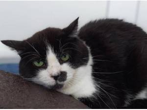 HUMBUG - Domestic Shorthair
crossbreed Photo