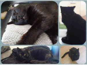 BARRY - Domestic Shorthair
crossbreed Photo