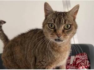 ROSIE - Domestic Shorthair
crossbreed Photo