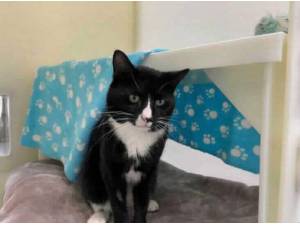 RIGATONE - Domestic Shorthair Photo