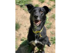 Barkley - Male Collie Cross (Border) Photo