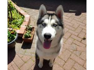 Bear - Male Siberian Husky Photo