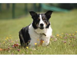 Bobby - Male Border Collie Photo