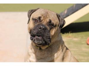 Cooper - Male Mastiff: Old English Photo