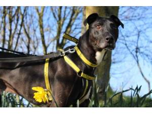 Dennis - Male Lurcher Photo