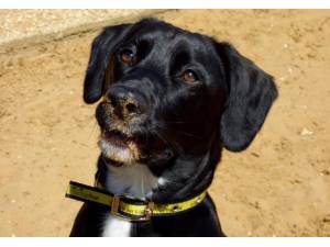 Dylan - Male Lab Cross Photo