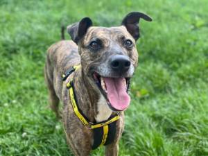 Harry - Male Greyhound Photo