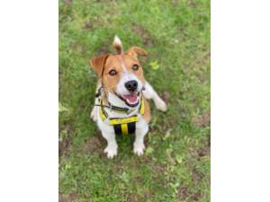 Jack - Male Jack Russell Terrier (JRT) Photo